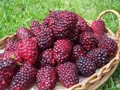 blackberries-nature-fruit-summer-1715772.jpg