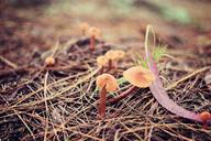 mushroom-forest-nature-green-wood-594287.jpg