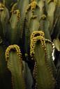 cactus-flower-plant-nature-711175.jpg