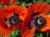 poppy-pollen-red-flower-garden-938289.jpg