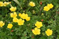 buttercup-ranunculus-yellow-flower-1314311.jpg