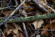 ant-street-dead-wood-leaves-474412.jpg