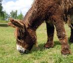 donkey-fur-poitou-donkey-livestock-359502.jpg