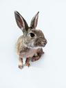 rabbit-bunny-leaning-forward-740869.jpg