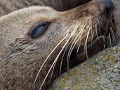 seal-beach-wildlife-water-marine-1062961.jpg