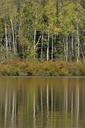 River reflection trees by river.jpg