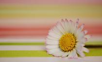 daisy-flowers-spring-flower-plant-1306765.jpg