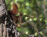 squirrel-fauna-nature-animals-641481.jpg