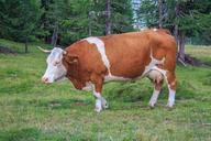 cow-beef-alm-cows-dairy-cows-842564.jpg