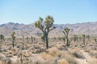 desert-trees-shrubs-field-691051.jpg