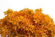 orange-flowers-bloom-blossom-396348.jpg