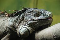 iguana-nap-relaxed-relaxation-486094.jpg