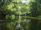 river-green-nature-tree-92014.jpg