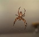 spider-web-crusader-insect-110830.jpg