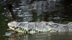 pointed-crocodile-crocodile-62953.jpg