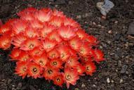 cactus-cactaceae-desert-flower-362204.jpg