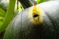 caterpillar-pumpkin-fruit-garden-461131.jpg