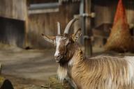 billy-goat-goat-male-animal-bock-283993.jpg