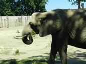 elephant-zoo-animals-africa-grey-517726.jpg