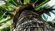 coconut-tree-palm-coconuts-232404.jpg