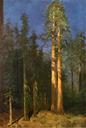 bierstadt_californi_redwoods.jpg