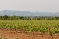 vineyards-landscape-view-nature-785458.jpg