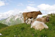 cows-mountain-cow-tops-grass-570842.jpg