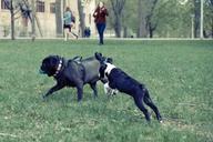 dogs-playing-park-grass-fetch-925701.jpg