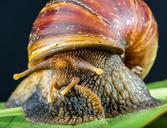 snail-slimy-land-snail-reptiles-424139.jpg