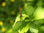 dragonfly-red-insect-flight-insect-365476.jpg