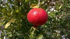 pomegranate-fruit-mediterranean-746169.jpg