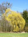 nature-trees-weeping-willow-188549.jpg