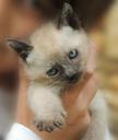 kitten-cat-animals-siamese-pet-352232.jpg