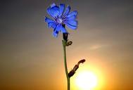 sunset-silhouette-east-flower-blue-877878.jpg