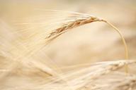 barley-summer-field-nature-cereal-229079.jpg