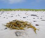 seaweed-algae-water-north-sea-84663.jpg