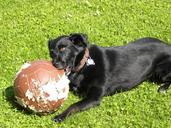 labrador-dog-football-play-chewed-243655.jpg