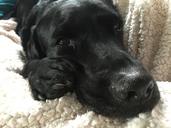 labrador-retriever-sleepy-happy-1276596.jpg