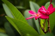 flower-water-droplets-color-610421.jpg