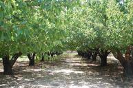 cherry-orchard-trees-167763.jpg