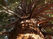 sequoia-tribe-bark-large-powerful-7461.jpg