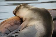 seals-norwegian-sea-north-sea-crawl-49142.jpg