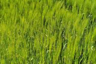 barley-barley-field-agriculture-784402.jpg