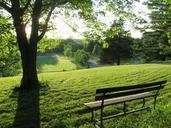 bench-green-tree-grass-summer-474185.jpg