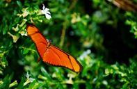 butterfly-orange-flower-insect-649678.jpg