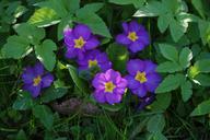 primrose-flower-blossom-bloom-324323.jpg