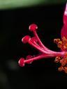 stamp-pollen-hibiscus-flower-384288.jpg