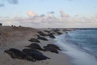 Green sea turtles climb onto the beach.jpg