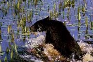 Black bear cub in water.jpg