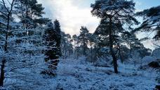 forest-snow-snow-landscape-holland-619669.jpg